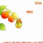 Cherry Tomato