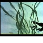 Xiao Kedou Zhao Mama