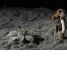 Konohana no Sakuya Mori